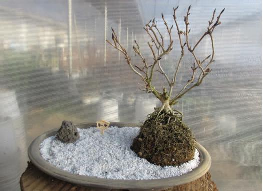 ボンサイアジサイ みつる植物研究所