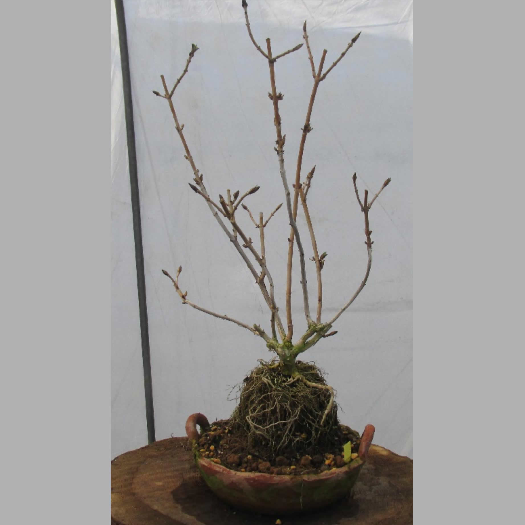 ボンサイアジサイ みつる植物研究所